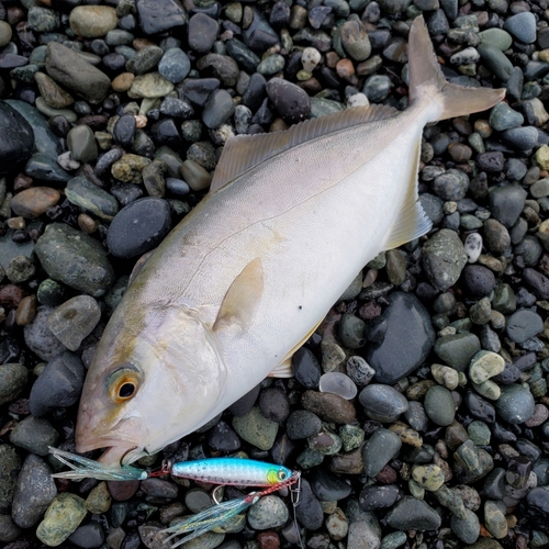 ショゴの釣果