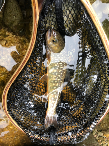 イワナの釣果