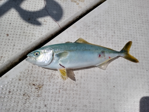 ワカシの釣果