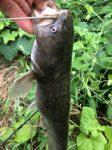 ナマズの釣果