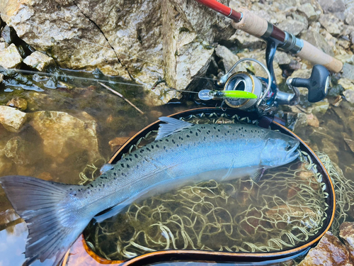 ヤマメの釣果