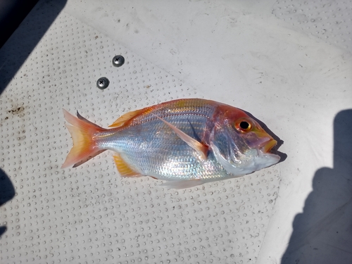 レンコダイの釣果