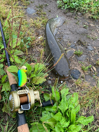 ナマズの釣果