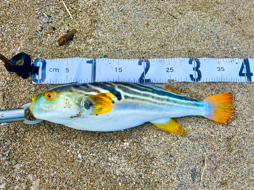 シマフグの釣果