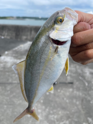 ワカナゴの釣果