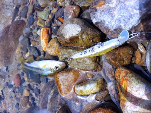 カワムツの釣果