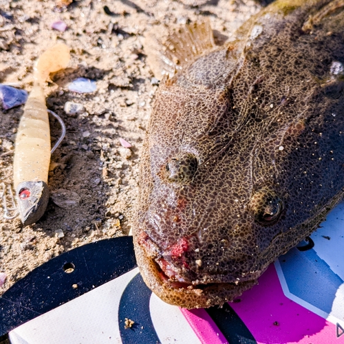 マゴチの釣果