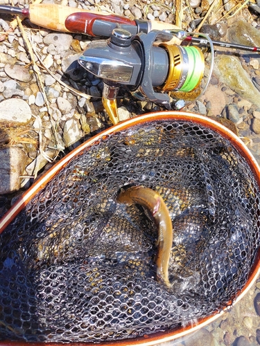 アユの釣果