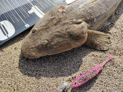 マゴチの釣果