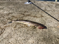 エソの釣果