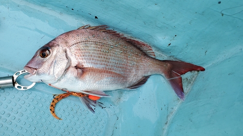 マダイの釣果