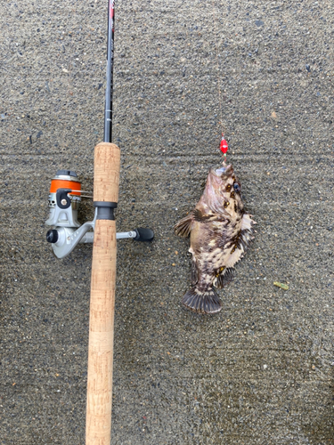 オウゴンムラソイの釣果