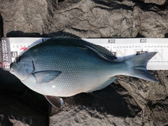 オナガグレの釣果