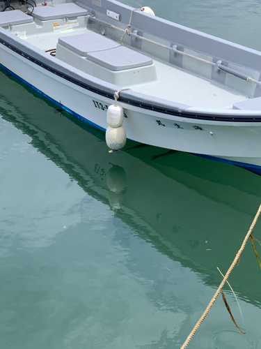 スズキの釣果