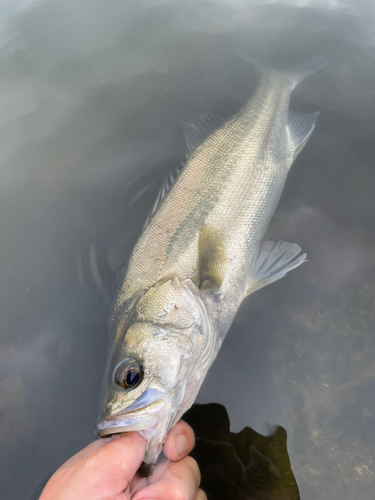 スズキの釣果