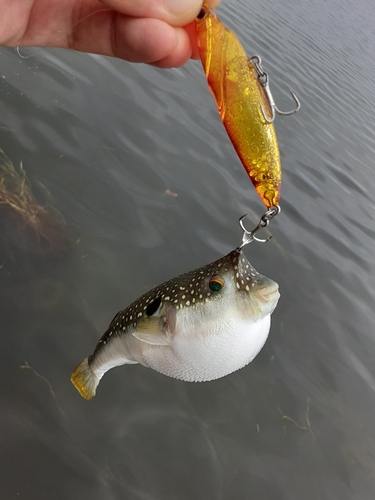 クサフグの釣果