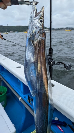 タチウオの釣果