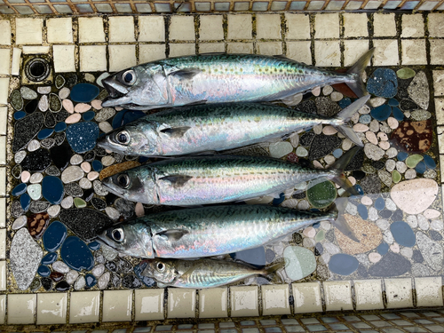 サバの釣果