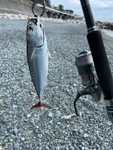 マルソウダの釣果