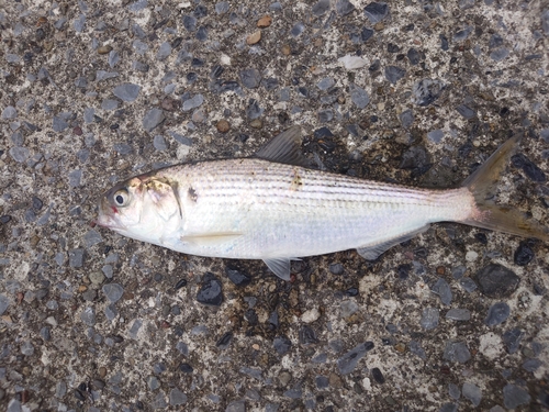 コノシロの釣果