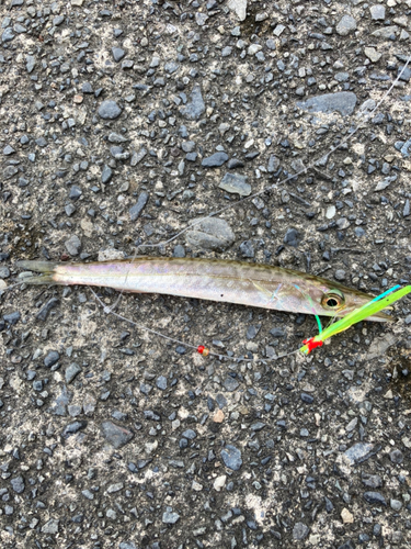 カマスの釣果