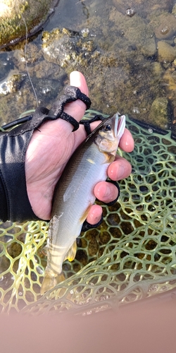 アユの釣果