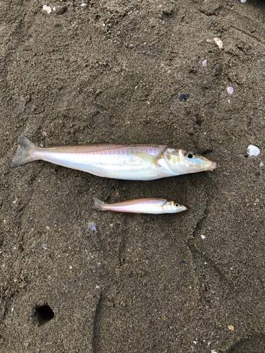 シロギスの釣果