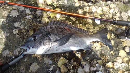 チヌの釣果