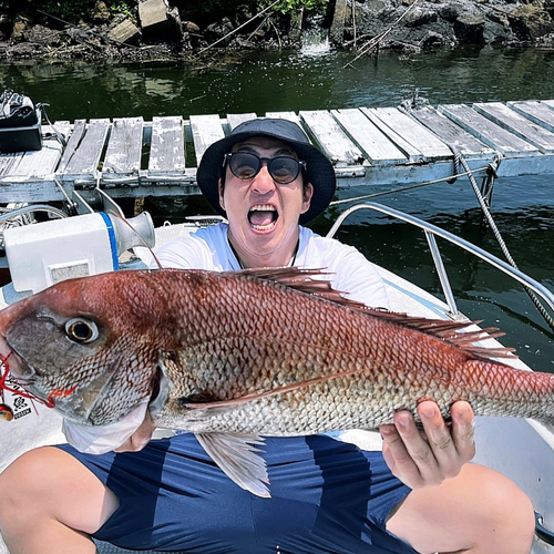 マダイの釣果