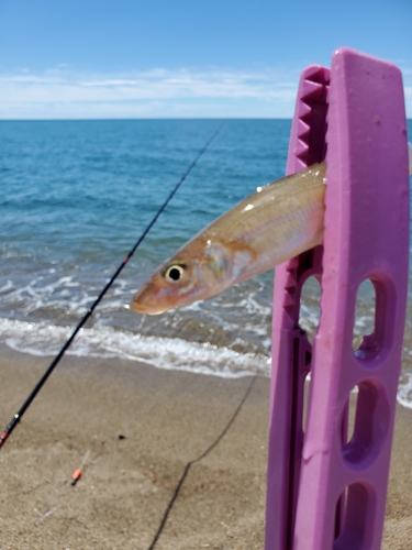 キスの釣果