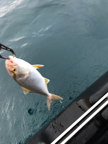 ショゴの釣果