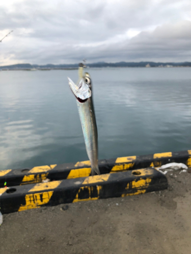 イワシの釣果