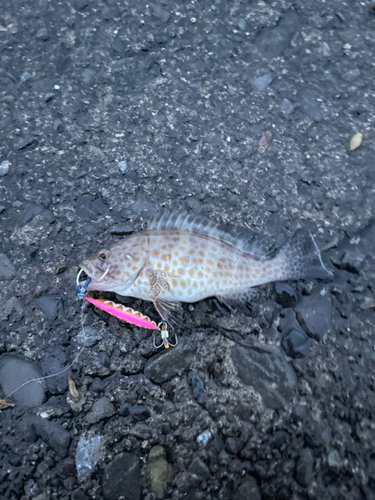 オオモンハタの釣果