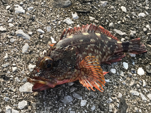 カサゴの釣果