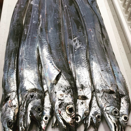 タチウオの釣果