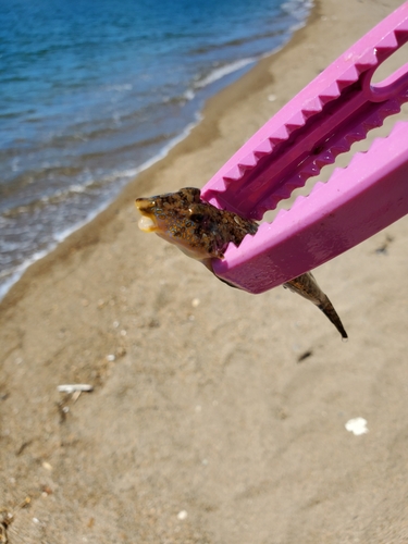 メゴチの釣果