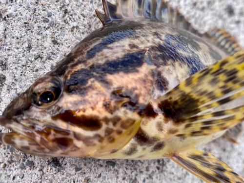 ベッコウゾイの釣果