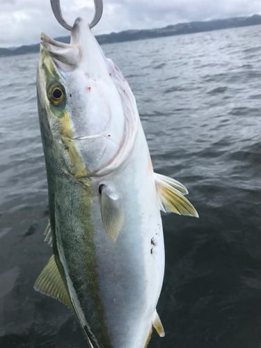 イナダの釣果