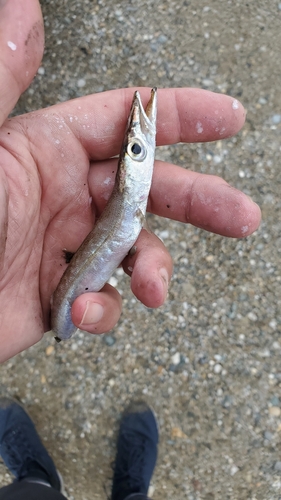 カマスの釣果