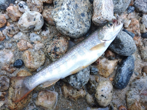 イワナの釣果