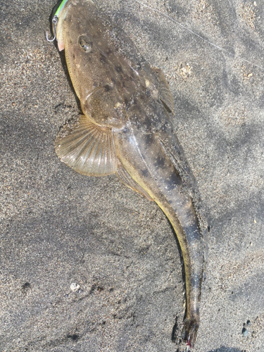 マゴチの釣果