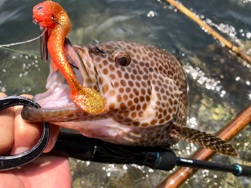 オオモンハタの釣果