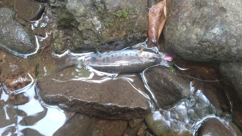 ニジマスの釣果