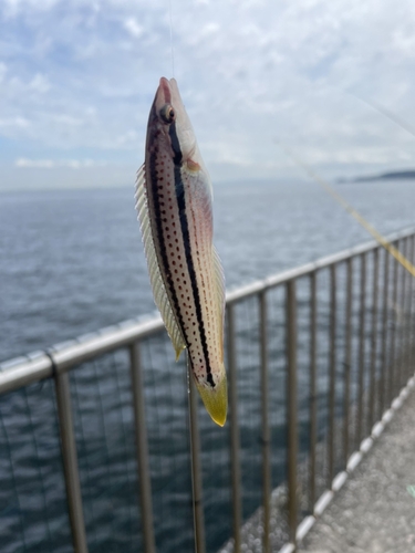 ベラの釣果