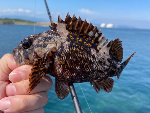 オウゴンムラソイの釣果