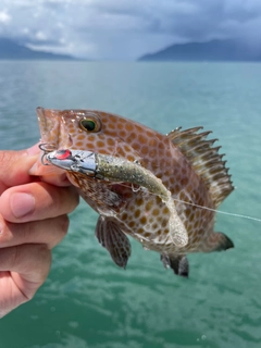 オオモンハタの釣果