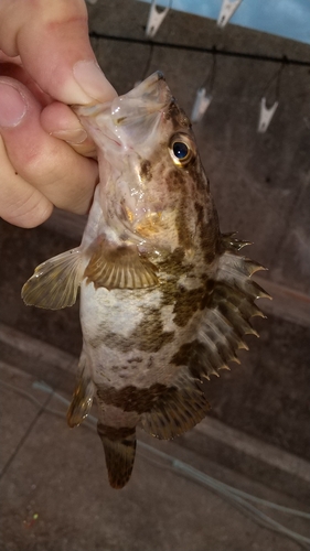 メバルの釣果