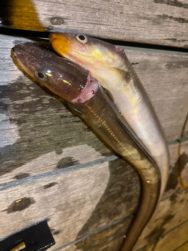 アナゴの釣果