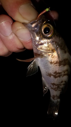 メバルの釣果