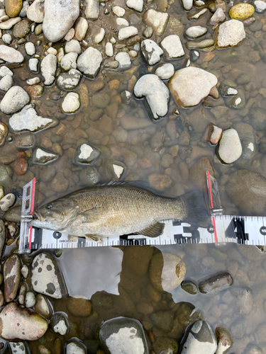 スモールマウスバスの釣果